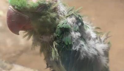 北京动物园一小鹦鹉被拍到头顶光秃皮肤裸露疑似抑郁，网友直呼心疼，园方回应