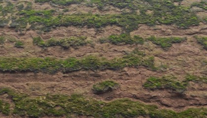 西安连续一个多月降雨遍地长蘑菇，大雁塔受潮，城墙布满青苔，气象局解释成因
