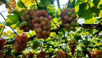特色农业“金钥匙” 打开乡村振兴“富民门”