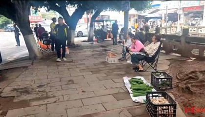 “天价”鸡枞调查：最贵卖到1800元/公斤！雨水少致产量低，多地价高客少