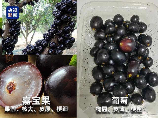 起底“水果骗局”：藏乌梨、爆炸桃、嘉宝果都是假的！