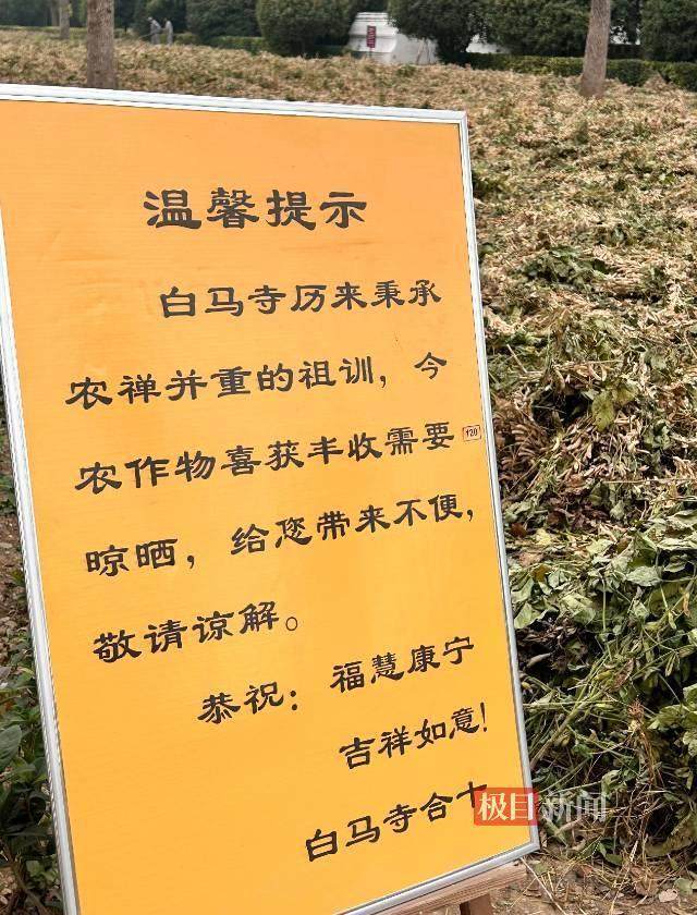 印乐方丈管理下的白马寺：僧人顶着高温种地，义工称寺里秉承农禅并重