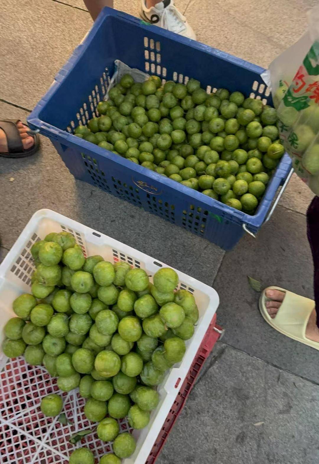 成都街头9.8元/斤的“蜂糖李”其实是青脆李？专家：存在以次充好情况，注意辨认｜追踪到底