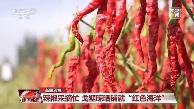 金秋时节好“丰”景 田间地头抢收忙