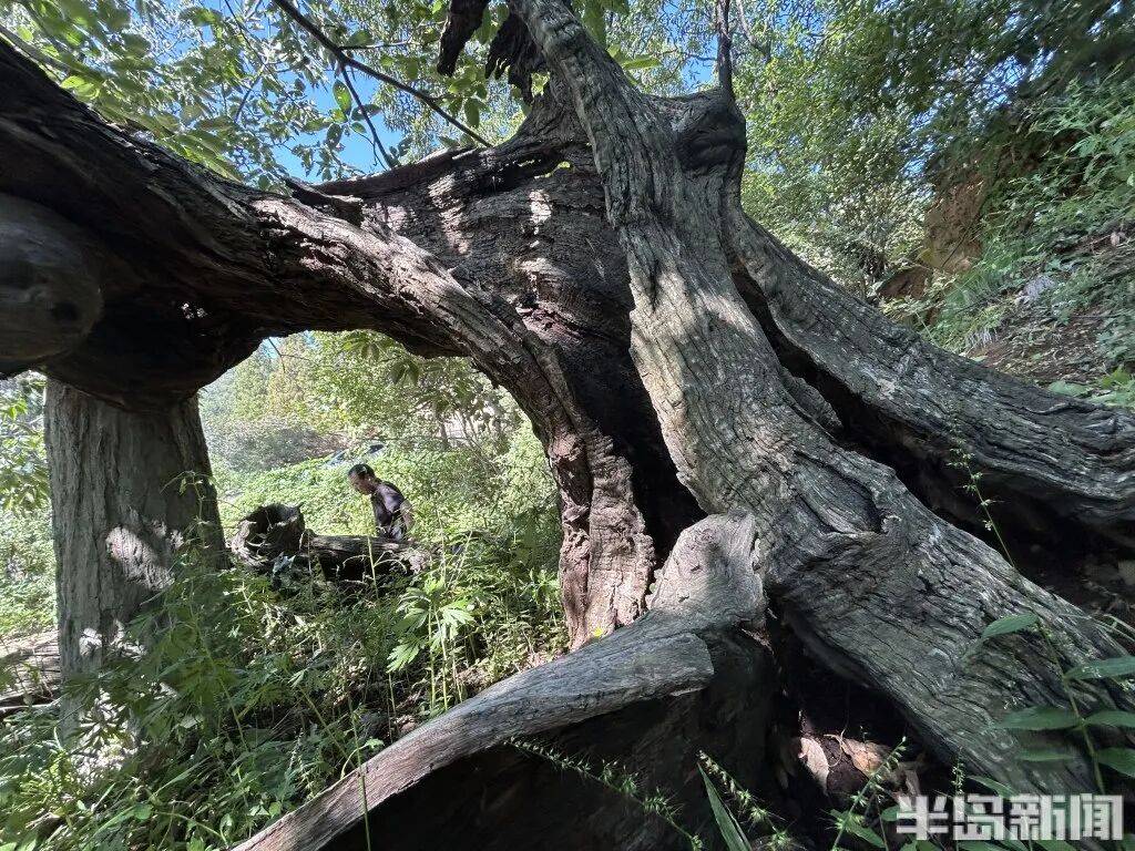 1014岁！青岛这棵“千年树王”，主干碳化严重，镂空处能站两人！每年仍可结果数十斤→