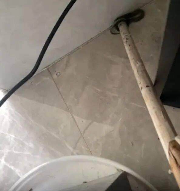 广州一小区2年抓到超60条蛇？业主：家里来过两三条，物业回应