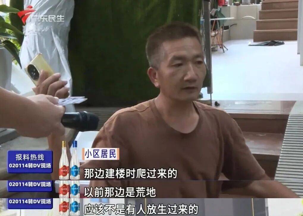 广州一小区2年抓到超60条蛇？业主：家里来过两三条，物业回应