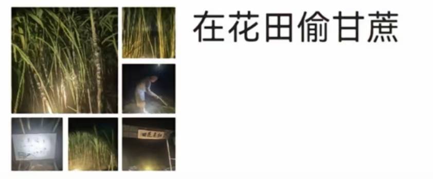 浙江一“可偷甘蔗地”成打卡点，上百网友深夜体验，80后“地主”：已收偷款6千元